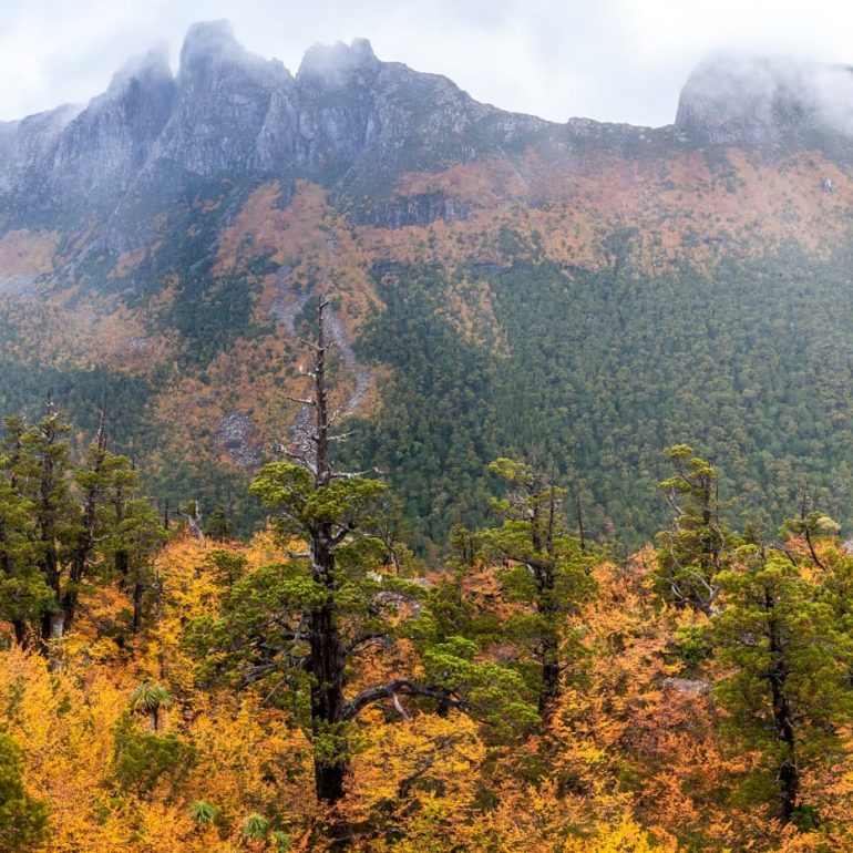 Autumn Mist Labyrinth TAS 6356 x 3812