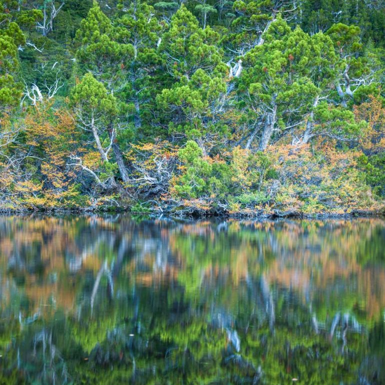 Trees 8 Autumn Reflections Cradle Mountain Lake St Clair NP 5616 x 3744