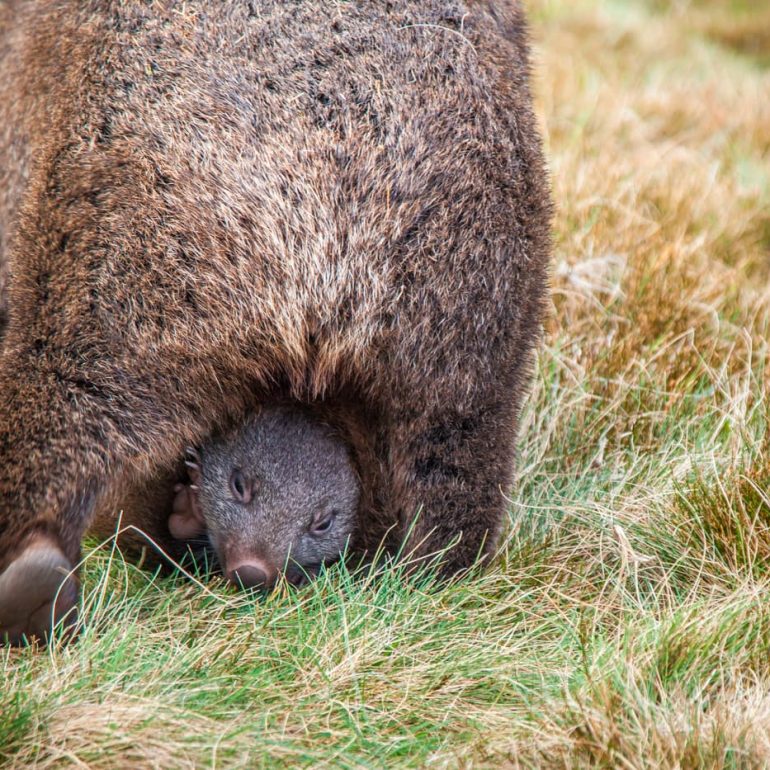 Baby wombat and mother Cradle Mountain Lake St Clair NP 5616 x 3744