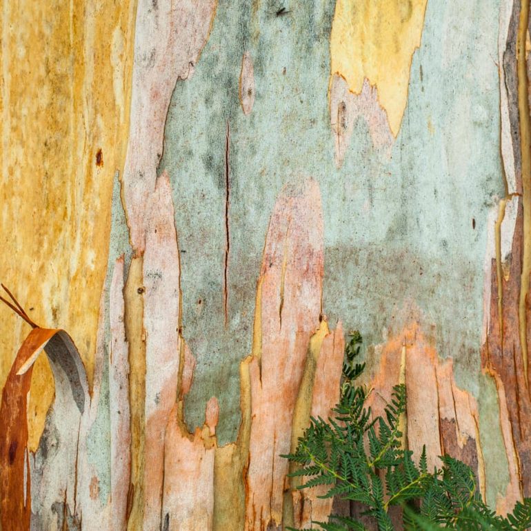 Trees 9 Bark patterns Brockley Estate 5616 x 3744