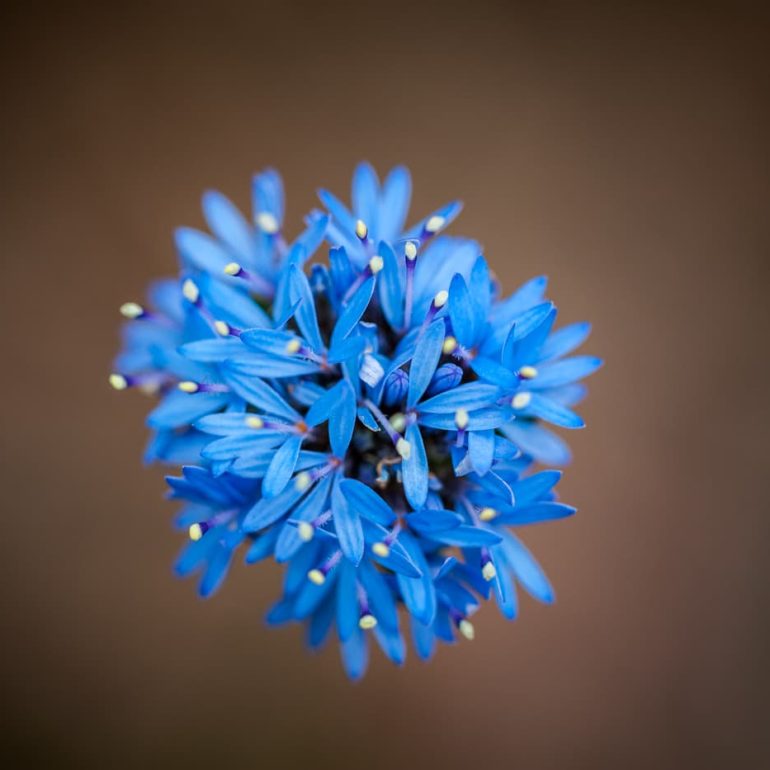 Blue Pincushion Latrobe TAS 5616 x 3744