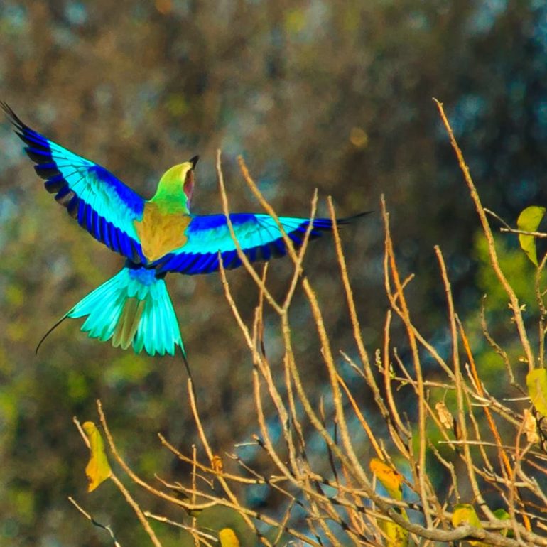 Burst of Colour Okavango Delta 2013 x 1341