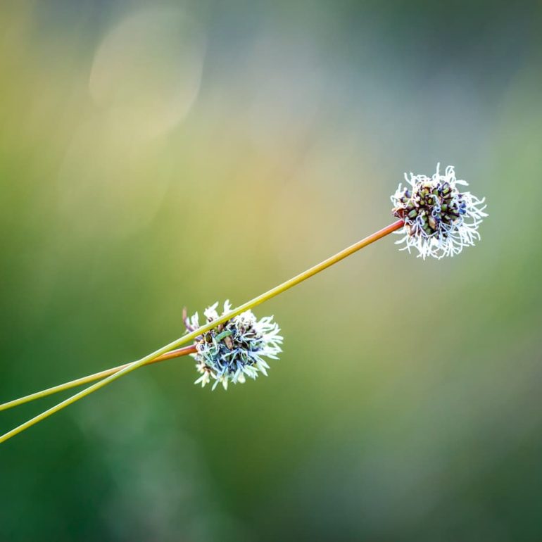 Flowers 15 Buttongrass flowers Latrobe TAS 5616 x 3744