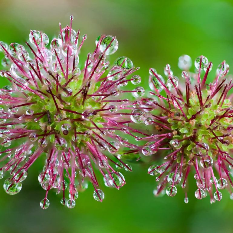 Closeups 1 Buzzy Droplets Ridgeway 5812 x 3888