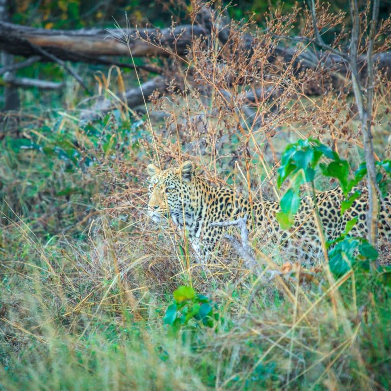 Camouflage Okavango Delta 5616 x 3744