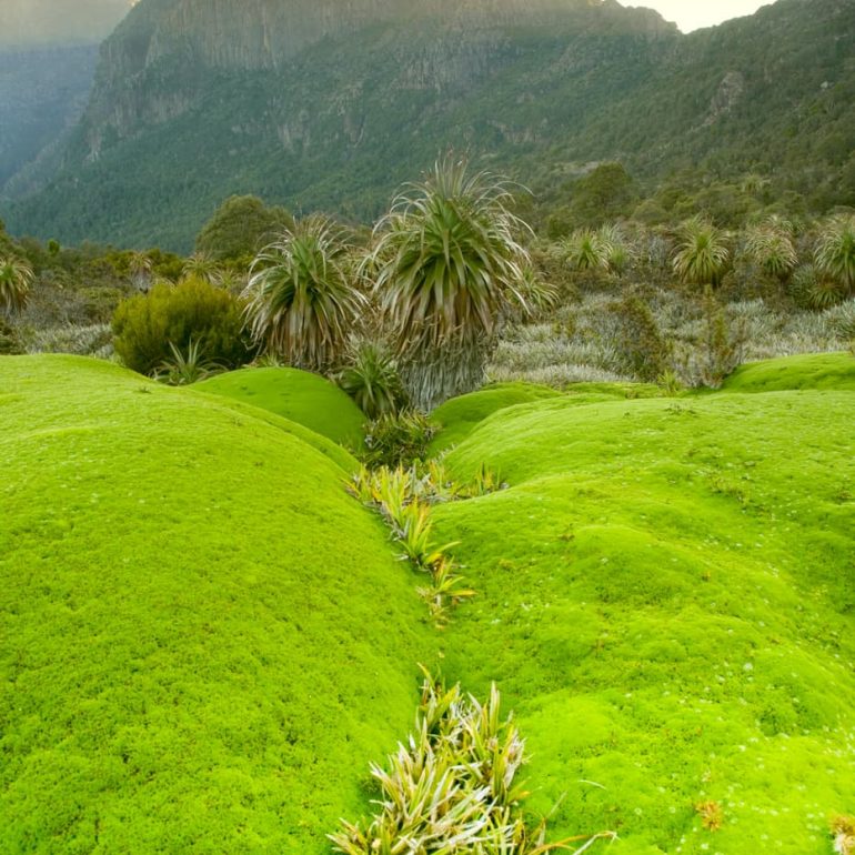 Landscapes 6 Cushion spendor Mt Anne 2912 x 4368