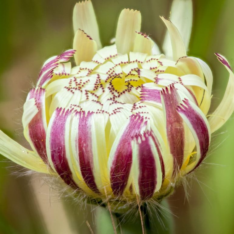 Flowers 14 Dandelion flowers Domain Hobart 5616 x 3744