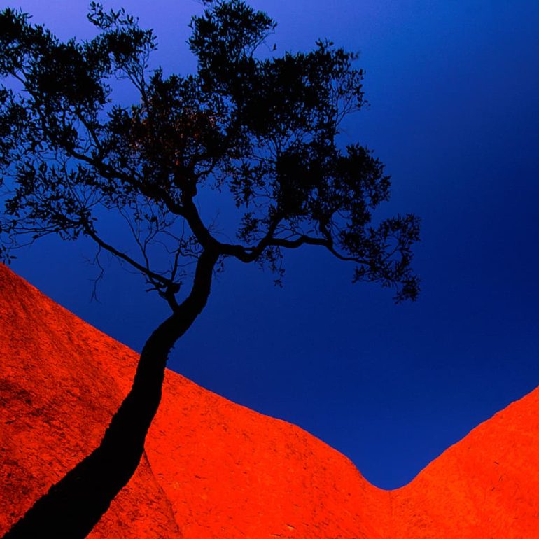 Trees 3 Desert Bloodwood Uluru Kata Tjuta National Park 4961 x 3244