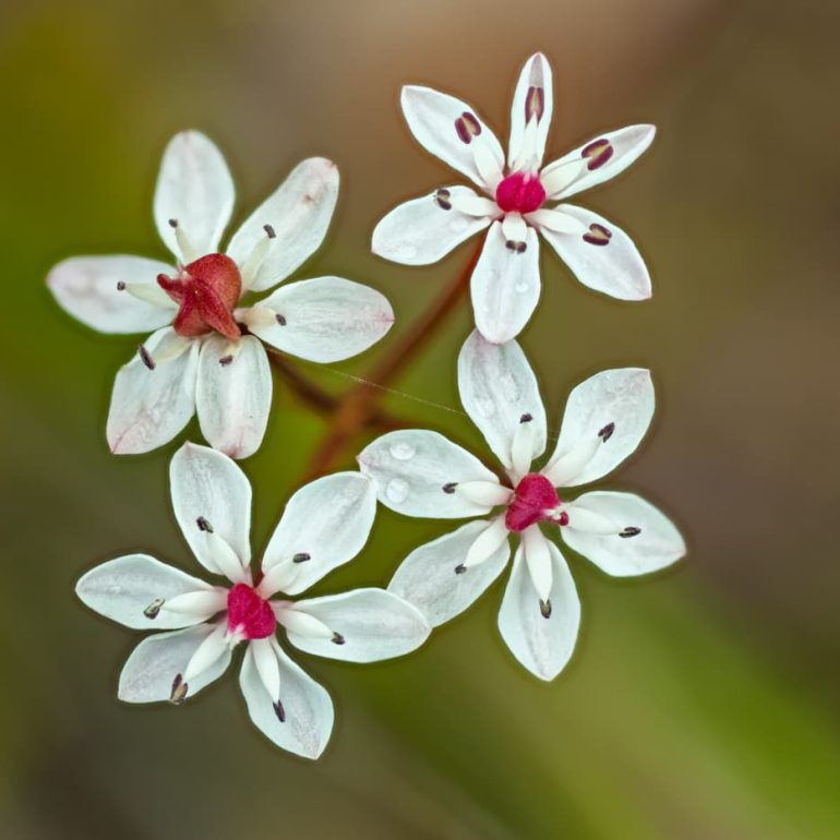 Flowers 13 Early Nancy St Helens TAS 5616 x 3744