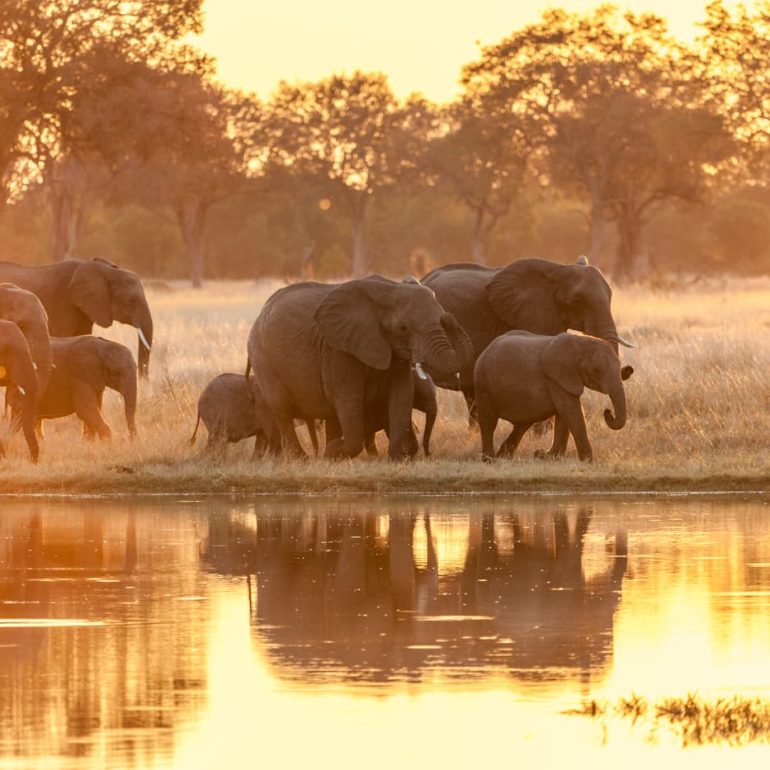 Elephant family Hwange National Park 5616 x 3744