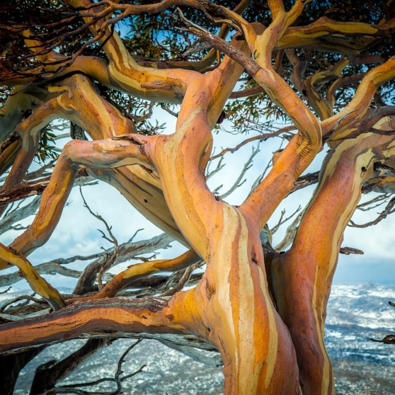 Entwined Kosciuszko National Park 5616 x 3744