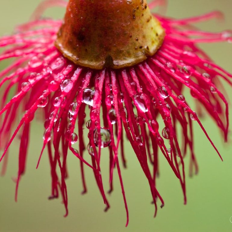 Eucalyptus flower Hobart Ridgeway 5616 x 3744