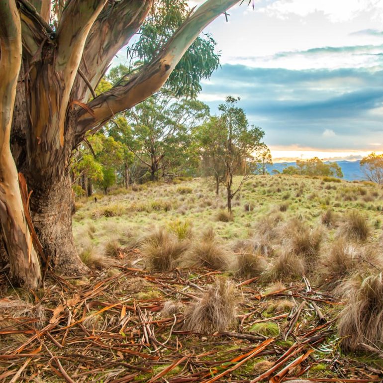 Trees 11 Evening Light Tinderbox Hills 5616 x 3744