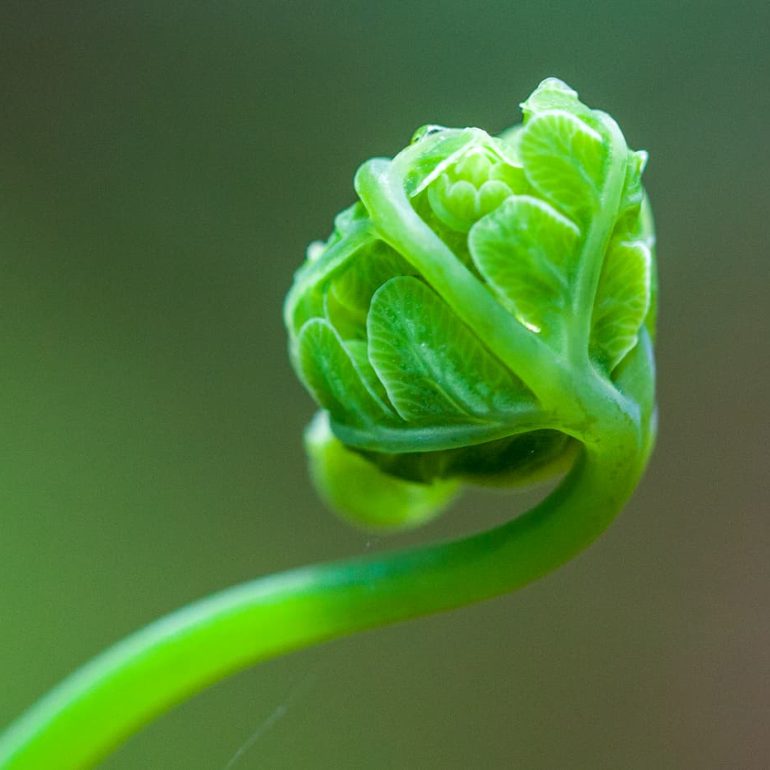 Closeups 14 Fern Frond Blue Tier 4866 x 3240