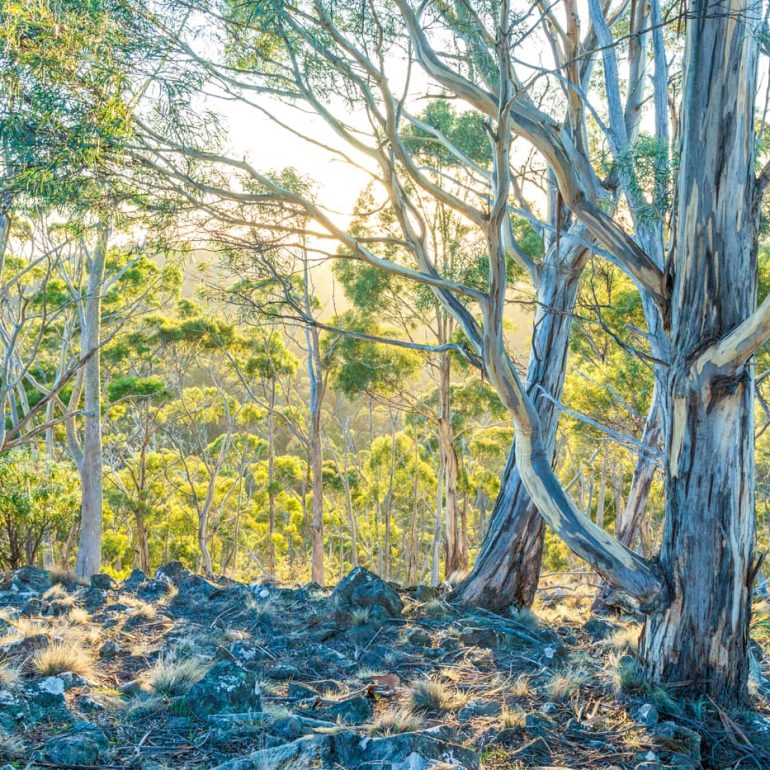 Trees 12 First light on gums Flat Rock Reserve 5616 x 3744