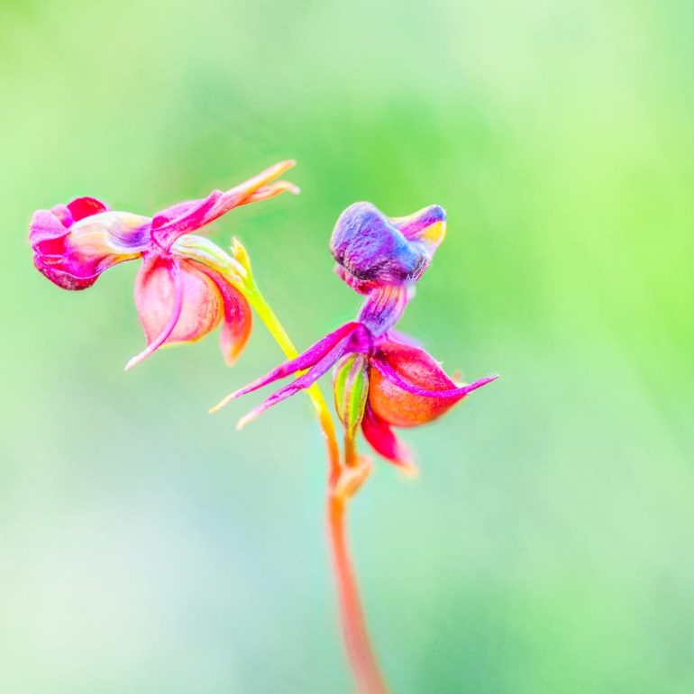 Flowers 12 Flying Duck Orchid Latrobe TAS 5616 x 3744