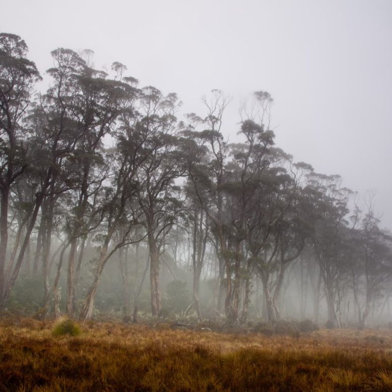 Forest Mist Vale of Belvoir Tasmania Vale of Belvoir 4368 x 2912 1