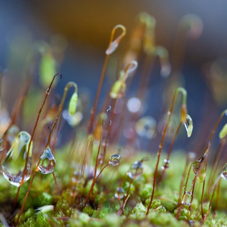 Closeups 13 Frond droplets Vale of Belvoir 5616 x 3744