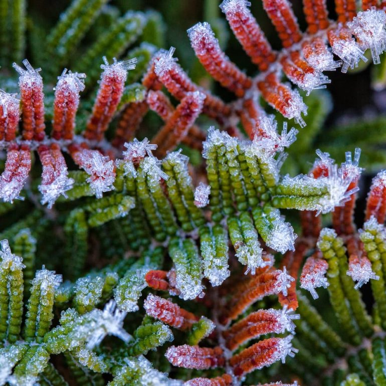 Closeups 12 Frosted Coral Fern Skullbones Plains 4171 x 2780