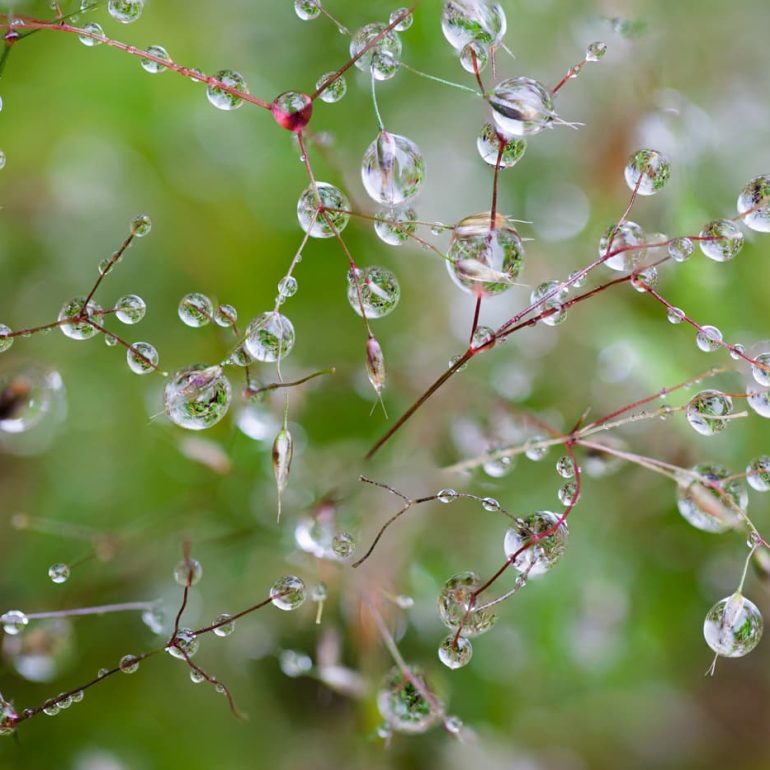 Closeups 11 Grass droplets Ridgeway 7017 x 4676