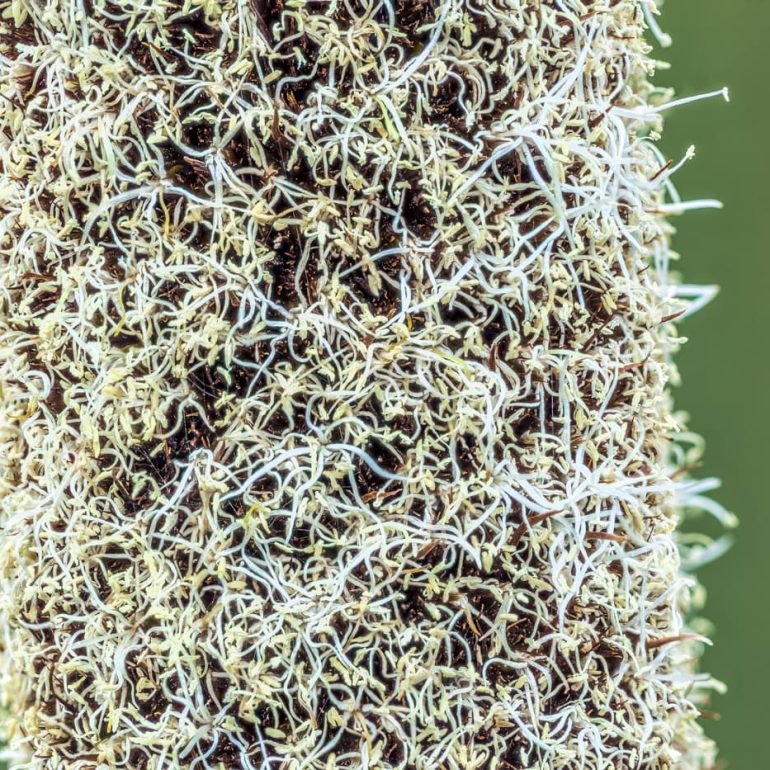 Flowers 11 Grasstree closeup St Helens TAS 5616 x 3744