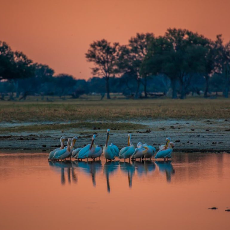 Great white pelicans Hwange National Park 5616 x 3744