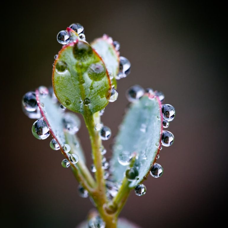 Closeups 10 Gum leaf droplets Skullbones Plains Tasmania 5616 x 3744