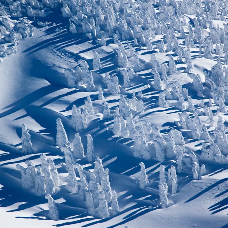 Trees 10 Juhyo Forest Hakkoda 5616 x 3744