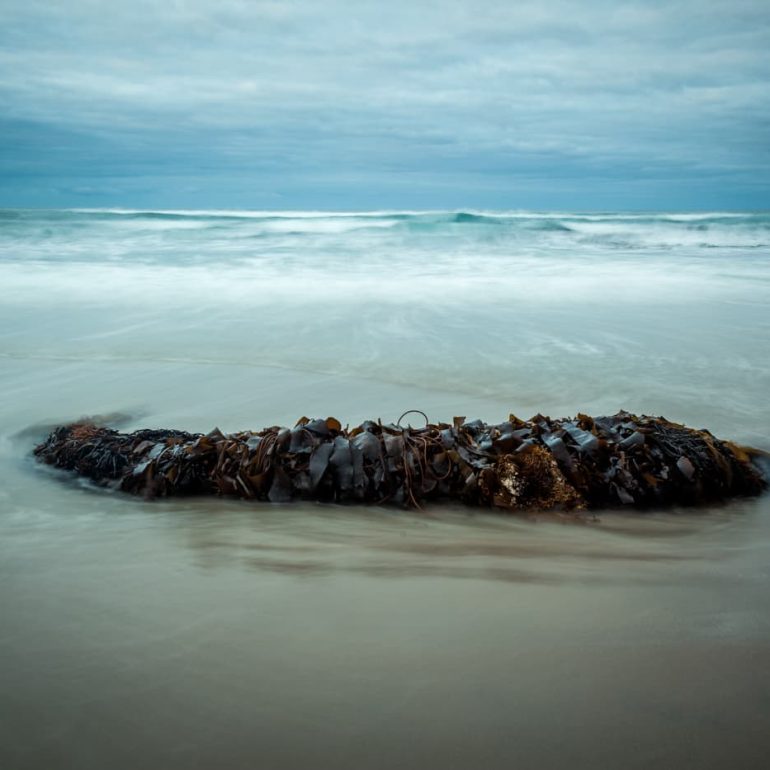 Kelp South West NP TAS 5616 x 3744 1