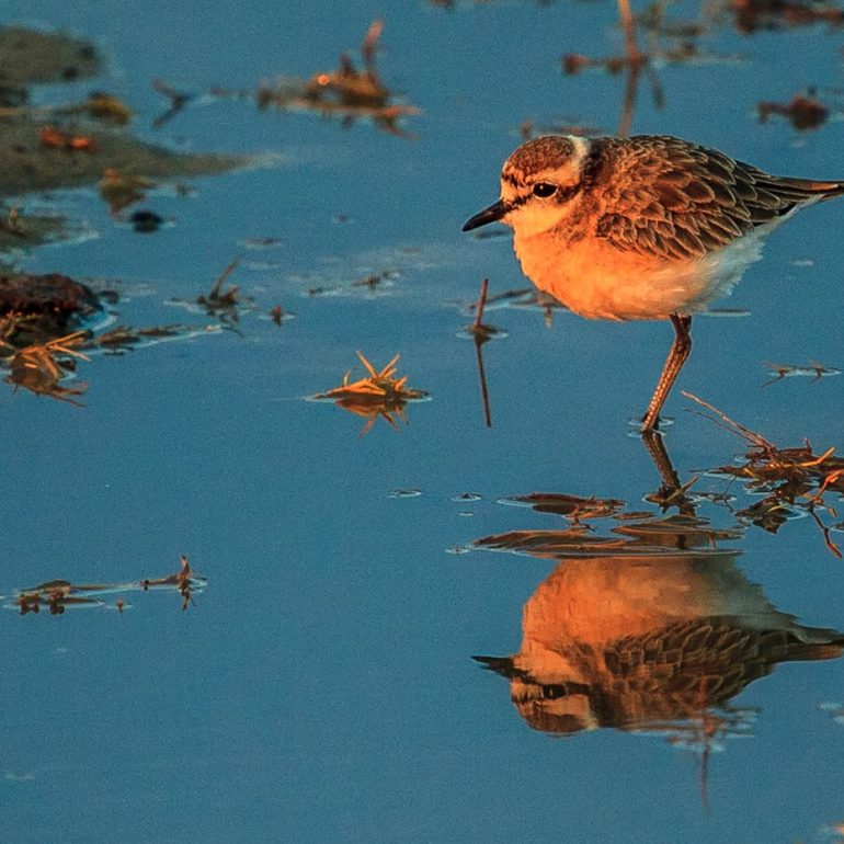 Kittlitzs plover Hwange National Park 2012 x 1341