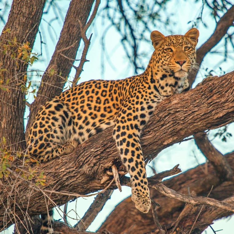 Leopard relaxing in tree Okavango Delta 5616 x 3744