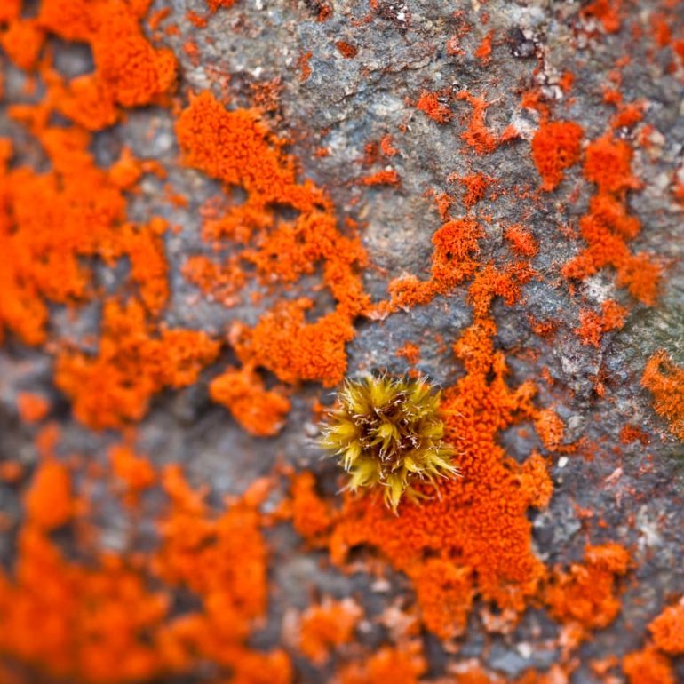 Closeups 9 Lichen detail Vale of Belvoir 4368 x 2912