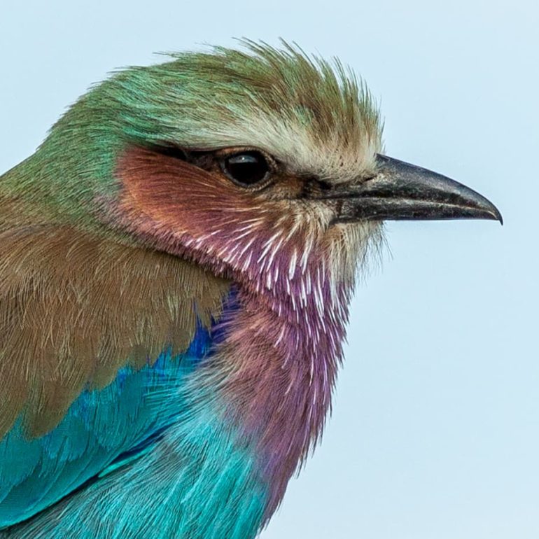 Lilac breasted Roller Hwange National Park 5616 x 3744