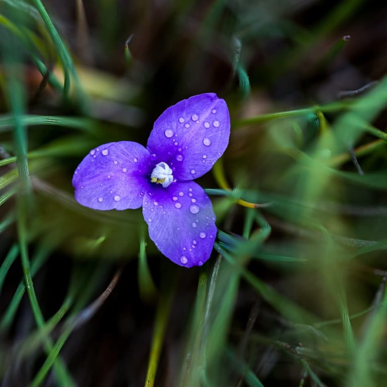 Flowers 10 Long Purple Flag St Helens TAS 5616 x 3744