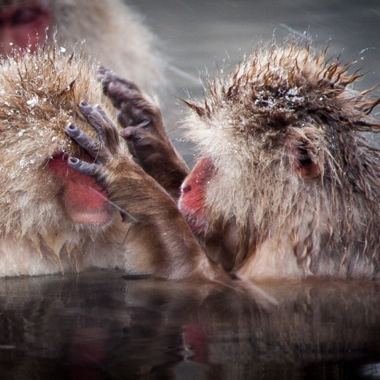 Macaque grooming Jigokudani 5616 x 3744