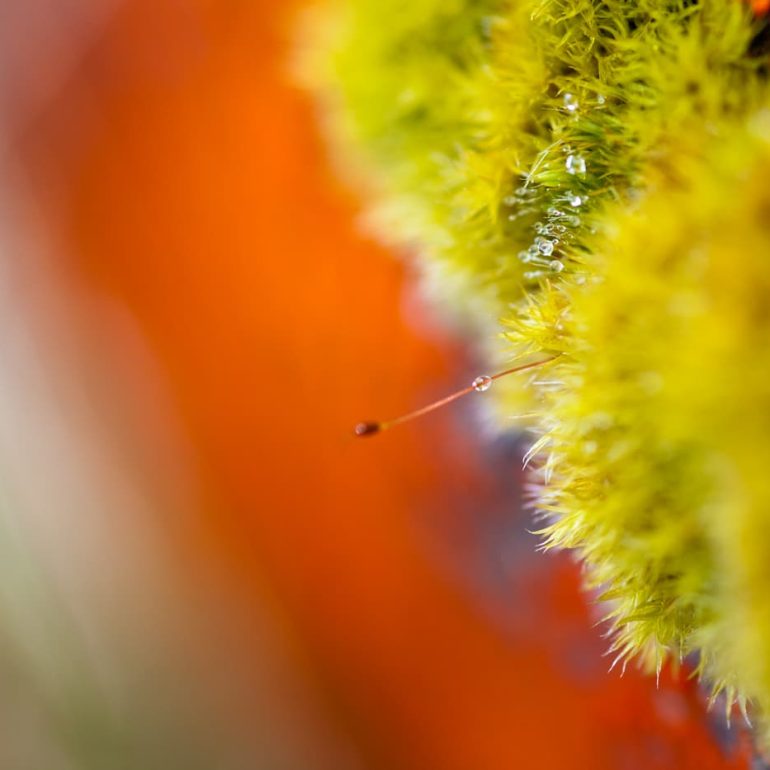 Closeups 8 Moss detail Vale of Belvoir 4368 x 2912