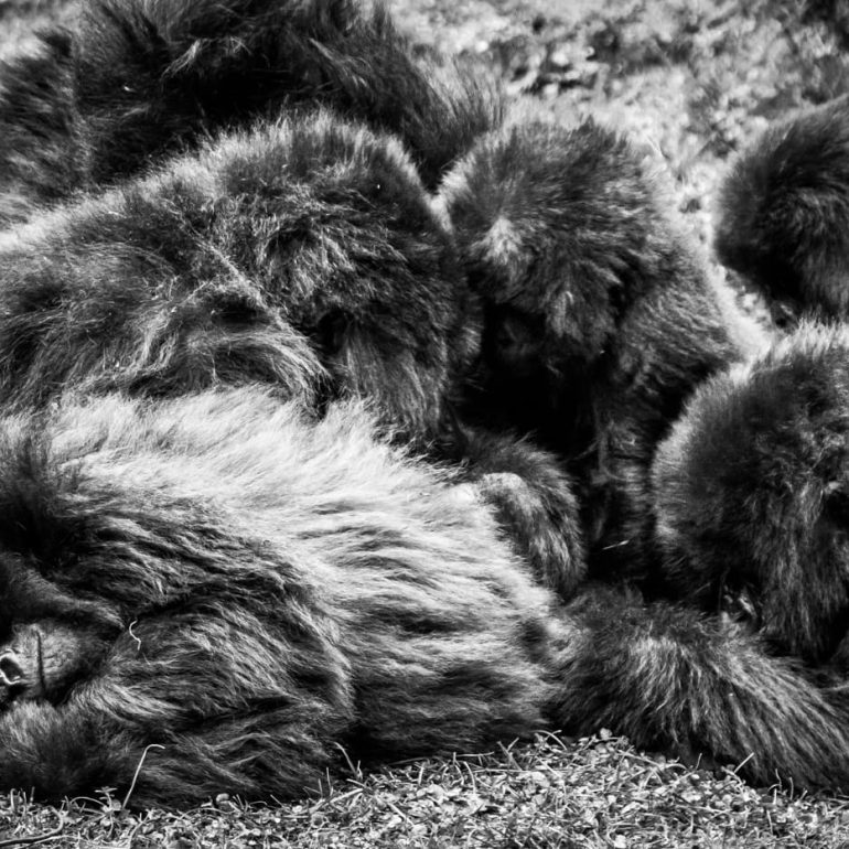 Black and white 11 Mountain Gorillas Volcanoes National Park 5616 x 3744