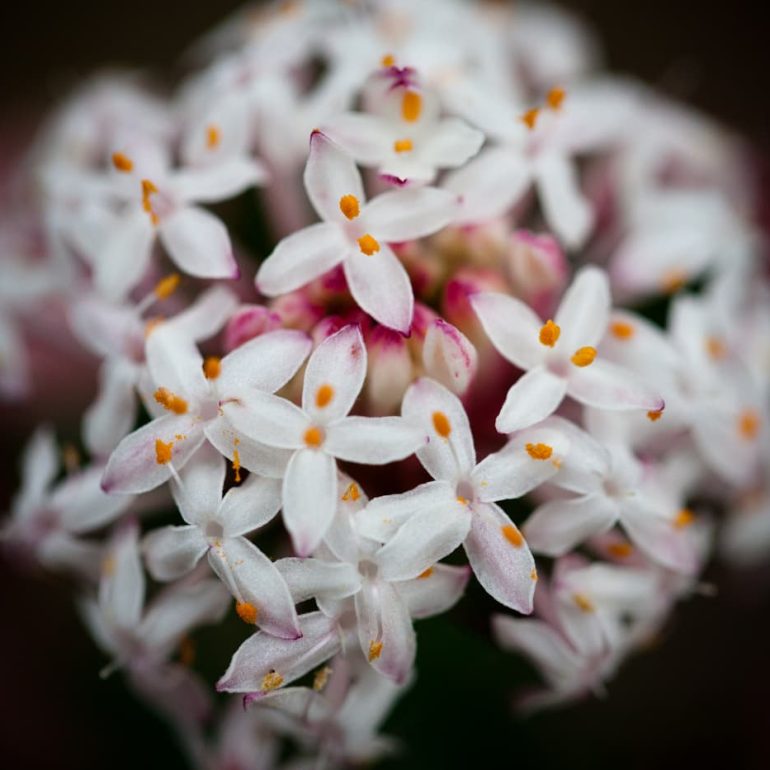 Flowers 8 Mountain Riceflower Fortescue Bay TAS 5616 x 3744 2