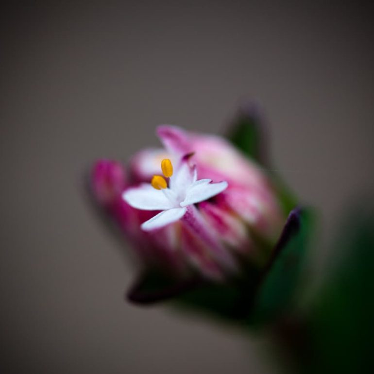 Flowers 9 Mountain Riceflower Fortescue Bay TAS 5616 x 3744