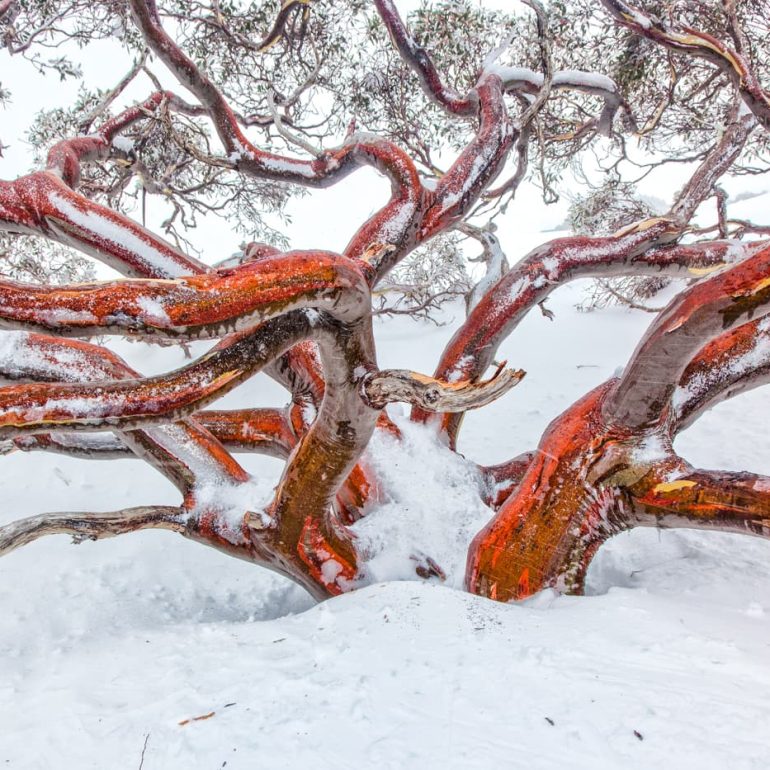 Trees 14 Octopus tree Kosciuszko 5616 x 3744