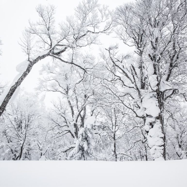Trees 5 Old Beech forest Hakkoda 5616 x 3744