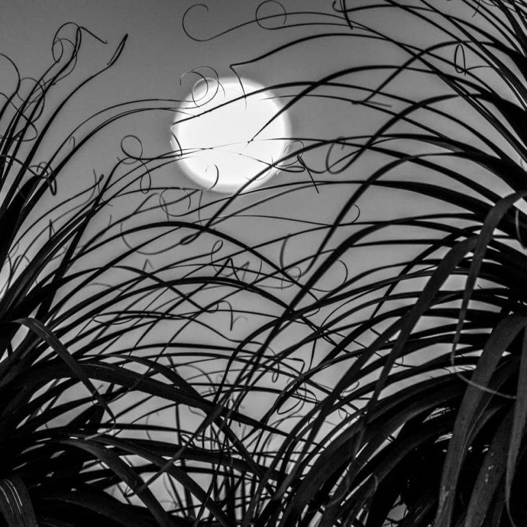 Black and white 3 Pandani Moon Cradle Mountain Lake St Clair NP 5616 x 3744