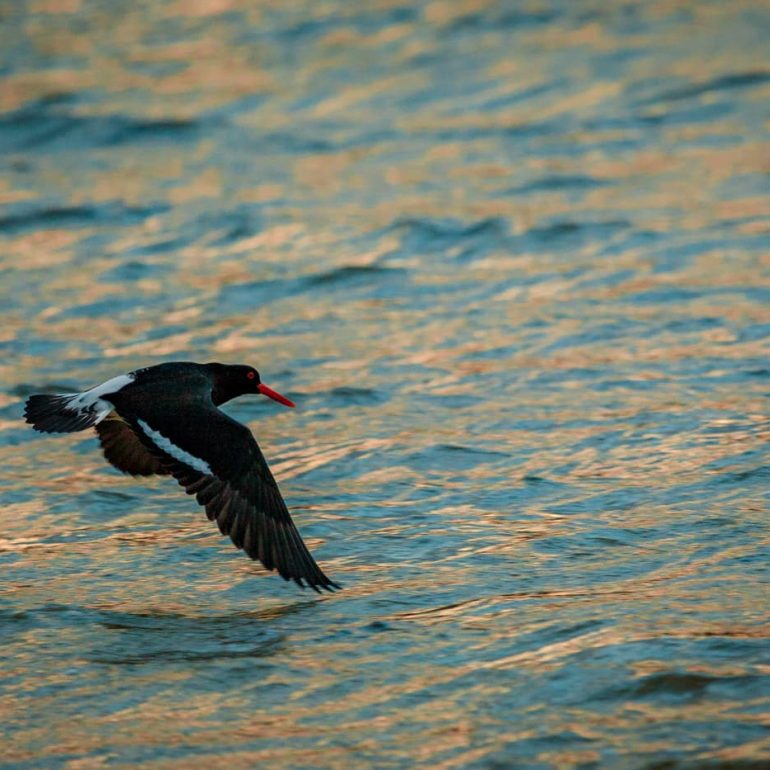 Pied Oystercatcher Bruny Island TAS 5616 x 3744 1