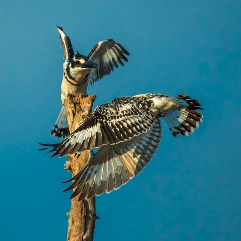 Pied kingfishers Okavango Delta 5616 x 3744