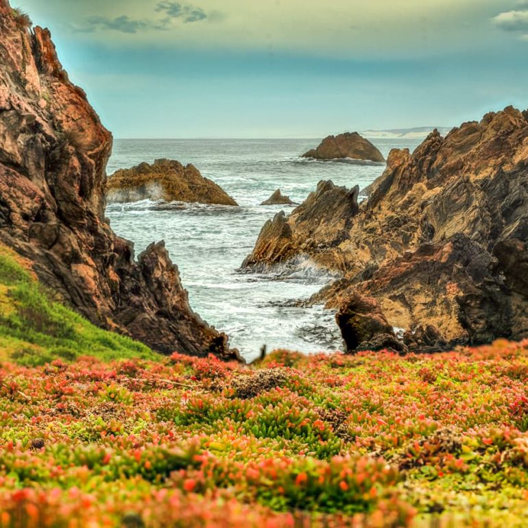 Tarkine 11 Pig face carpet Tarkine 5616 x 3744 1