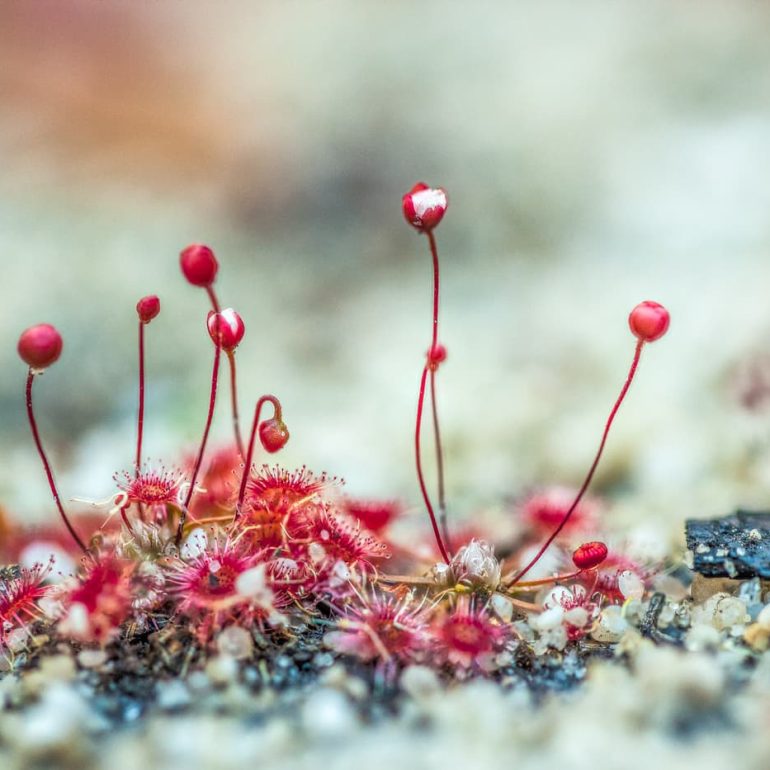 Closeups 7 Pygmy sundew St Helens TAS 5616 x 3744 1