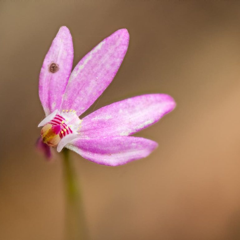 Flowers 7 Robust fingers orchid Latrobe TAS 5616 x 3744