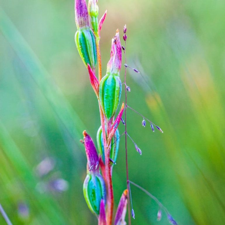 Rubicon Orchid Latrobe TAS 3744 x 5616