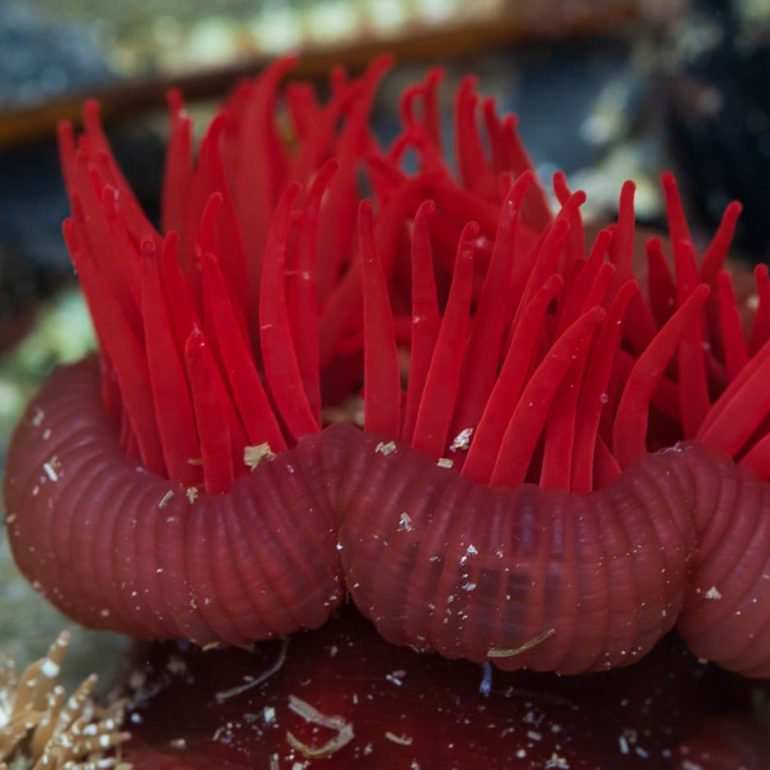 Sea Anemone South West NP TAS 5616 x 3744 1