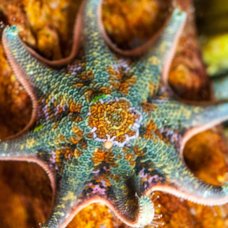 Tarkine 10 Sea Star closeup Tarkine 5616 x 3744 1